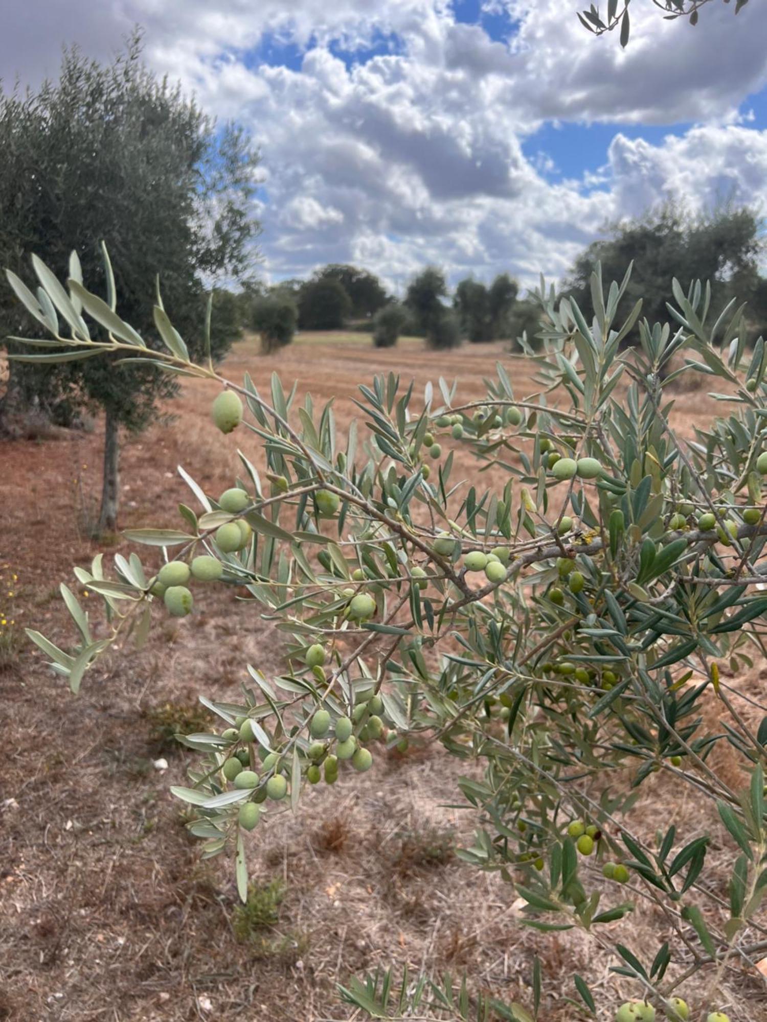 Masseria Battaglini มาร์ตินาฟรังกา ภายนอก รูปภาพ